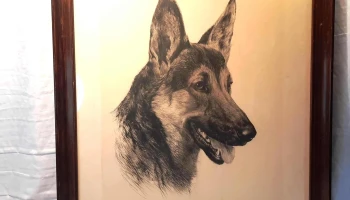 Grabado de perro Ovejero Alemán firmado ilegible 71 cm x 58 cm