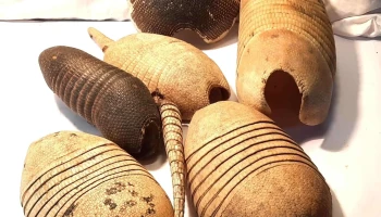 Lote de caparazones de mulita antiguas