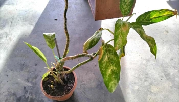 maceta con planta