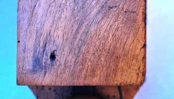 Timbre antiguo en bronce caja de madera
