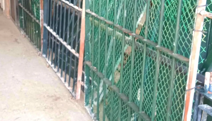 3 rejas verdes