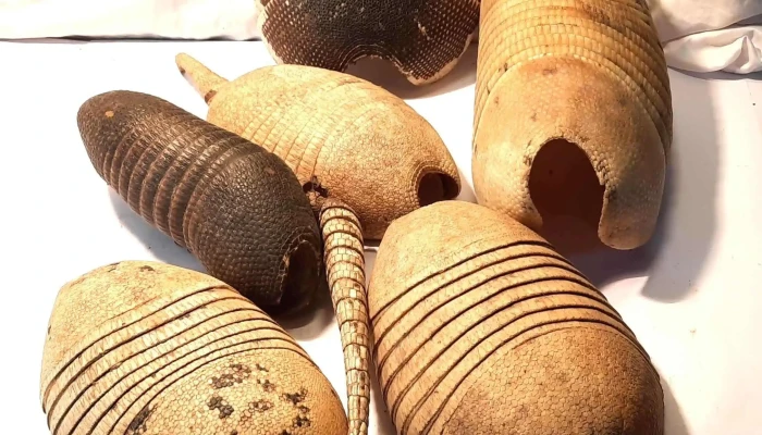 Lote de caparazones de mulita antiguas