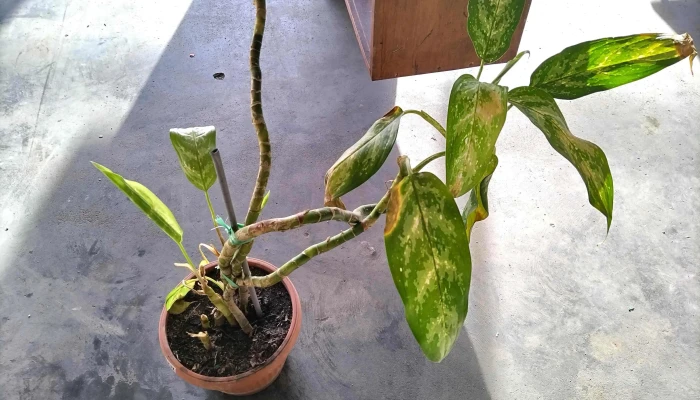maceta con planta