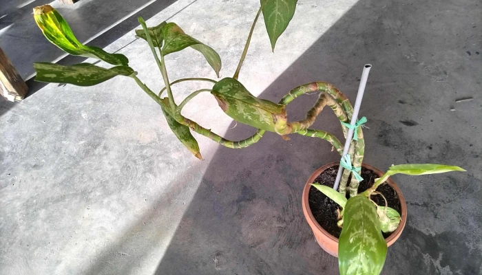 Maceta Con Planta -  2 - 17-06-2021